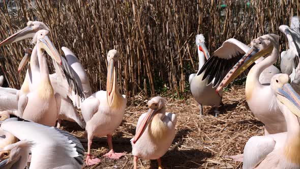 Slow motion shot showing group of pelicans resting outdoors in straw field and enjoying sun