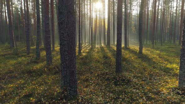 Forest in Sunny Morning