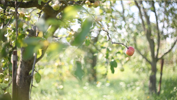 Apple On The Tree
