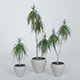 Palm Dracena Marginata - 3DOcean Item for Sale