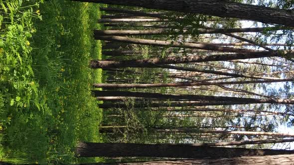 Vertical Video of a Forest with Pine Trees