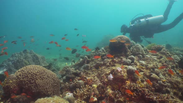 Scuba Diver Underwater. Philippines, Mindoro