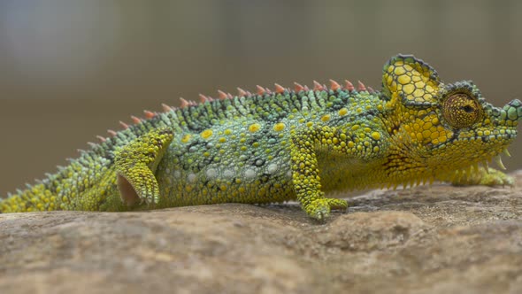 Close up view of a chameleon 