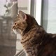 Cat looks out the window. Cat squinting in sunlight - VideoHive Item for Sale