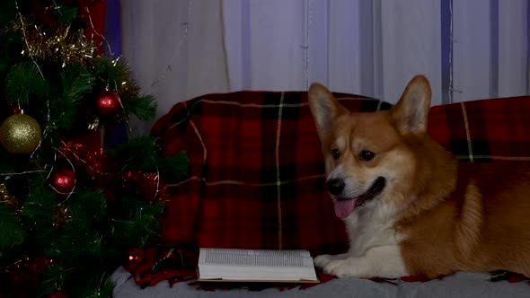 Pembroke Welsh Corgi Lies on the Couch Next to the Christmas Tree