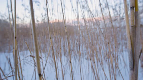 Backward close-up motion through frozen reeds in snowy landscape