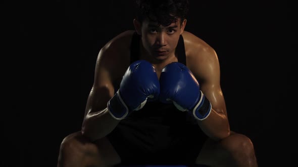 Young Boxer Sitting And Looking At Camera