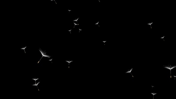 In spring and summer, dandelion seeds fly upwards Isolated by Alpha channel (transparent background)