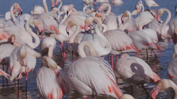 flamingo bird nature wilflife reserve carmargue lagoon