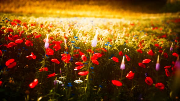 Sunset in the Wild Flower Field