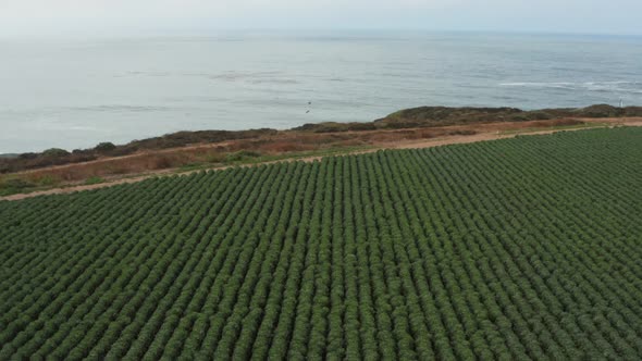 Aerial view of Farm off the coast off of High way 1 in Northern California