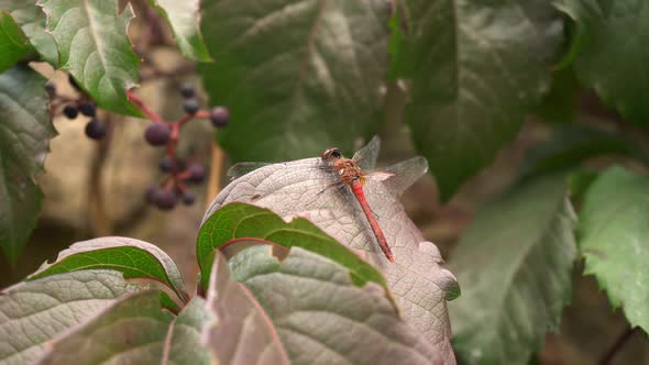 Dragonfly Sitting On Green Leaf