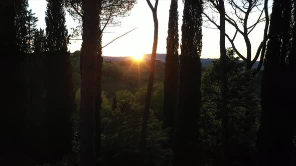The Drone Rises Up Through the Trees Against the Setting Sun