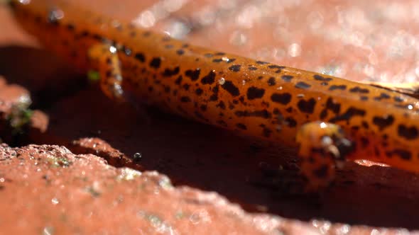 Extreme closeup of the lower side of a long-tailed salamander while it is walking slowly showing the
