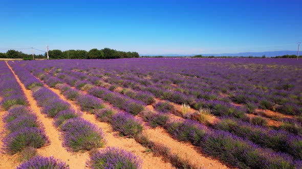 The flowering lavender fields of the Valensole plateau alt