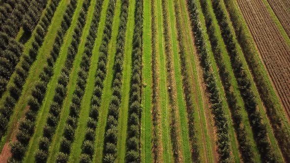 Rapeseed yellow green field in spring, abstract natural eco seasonal floral background.Aerial shot.