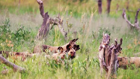 Telephoto shot - Pack of African Wild Dogs hiding in the tall grass and thickets of the Okavango Del