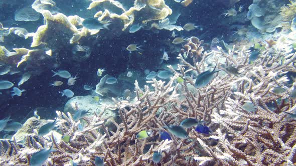 Coral Reef and Tropical Fish Underwater