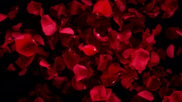 Super Slow Motion Shot of Flying Red Rose Petals Towards Camera Isolated on Black at 1000 Fps