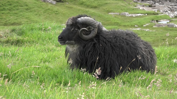 Sheep graze on the shore of the sea. Icleland.