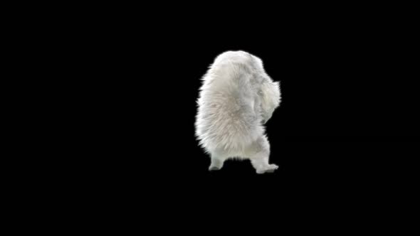 150 White Bear Dancing HD