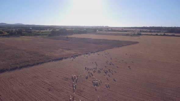 A Herd of Sheep in the Pasture Grazes in Groups for the Wool Industry