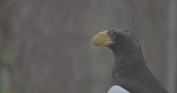 Steller's Sea Eagle Haliaeetus Pelagicus