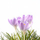 Purple Crocus - VideoHive Item for Sale