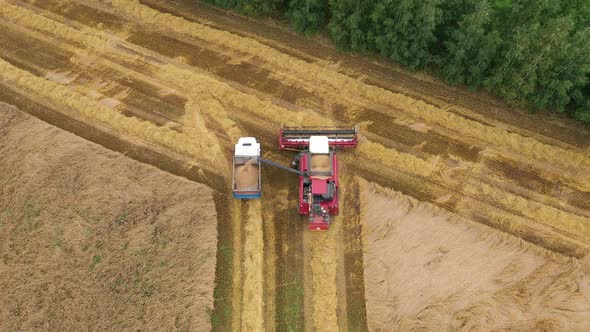 Combine Harvester Unload Collected Grain From Hopper Into The Tractor Trailer