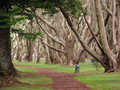 One Tree Hill & Cornwall Park, Aukland,  New Zealand - PhotoDune Item for Sale
