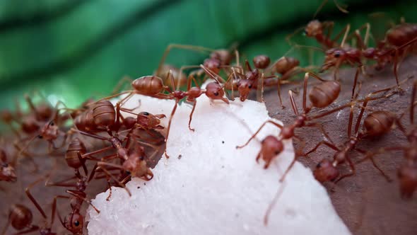 Colony of Ants Carry Food to the Anthill Feverish Busy Movement of Animal Insects Running Fast