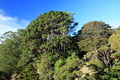Botanical Gardens, Wellington, New Zealand - PhotoDune Item for Sale