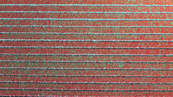 Aerial View of Tulip Bulb-Fields in Springtime, Holland, the Netherlands