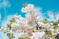close-up blossoming branch with bloom white flower buds of cherry or sakura tree - PhotoDune Item for Sale