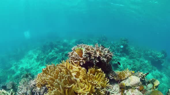 Coral Reef and Tropical Fish Underwater