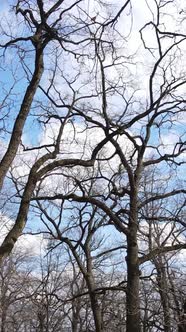 Vertical Video of the Forest with Trees Without Leaves