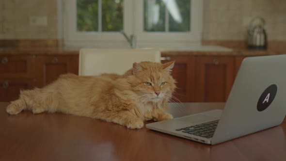 Adorable Adult Fluffy Red Cat Lying on the Table with Laptop in the Kitchen