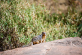 Squirrel portrait on a rock in nature - PhotoDune Item for Sale