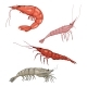 Vector Cartoon Shrimps and Prawns - GraphicRiver Item for Sale
