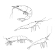 Vector Set of Sketch Shrimps and Prawns - GraphicRiver Item for Sale