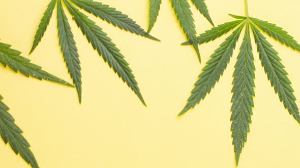 Young Juicy Green Leaves of Marijuana Lie on a Pastel Yellow Background