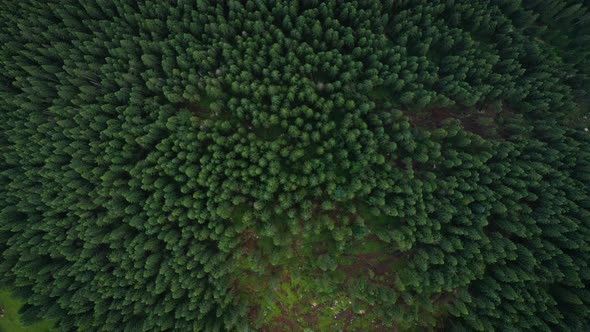 Flying Over The Cloudy Evening Forest 12