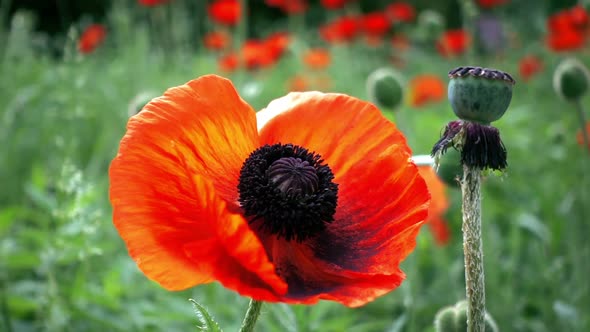 Poppy Flowers