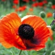 Poppy Flowers - VideoHive Item for Sale