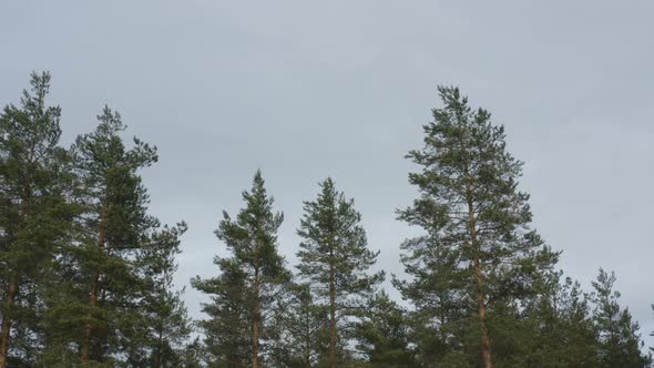 Tops of trees in a coniferous forest. Nature.