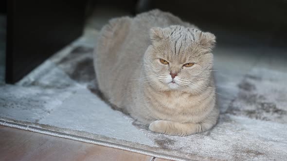 Cute Curious Scottish Fold Cat Relaxing at Home on the Fluffy Carpet Closeup Portrait