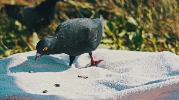 Pigeons are Looking for Food in the Park