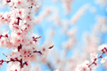 Blooming cherry sakura against blue sky - PhotoDune Item for Sale