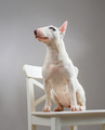 Bull terrier dog on white chair - PhotoDune Item for Sale
