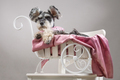 Dog miniature schnauzer in a hat lies in a white carriage - PhotoDune Item for Sale